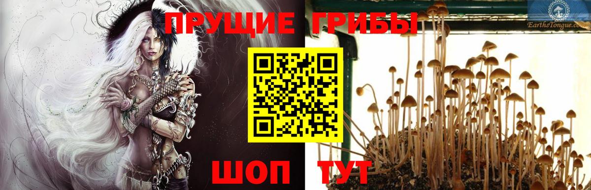 Псилоцибиновые грибы Psilocybe Североуральск